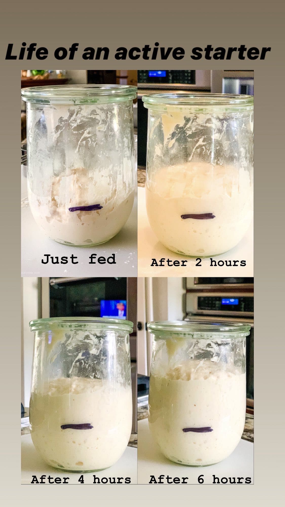 Images of a sourdough starter just fed, after 2 hours, after 4 hours, and after 6 hours.