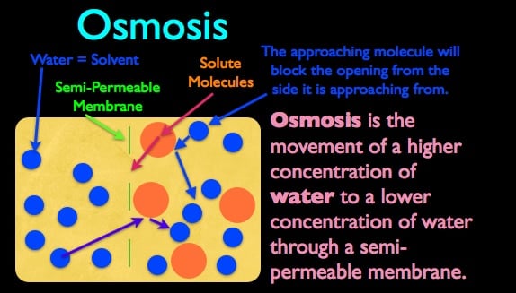 A chart showing the osmosis process that occurs with brining