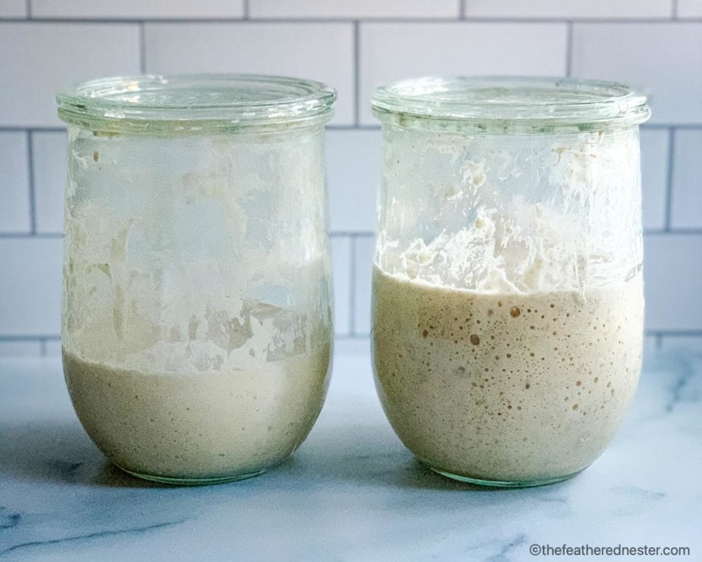 Two jars, side by side show how to feed a sourdough starter.