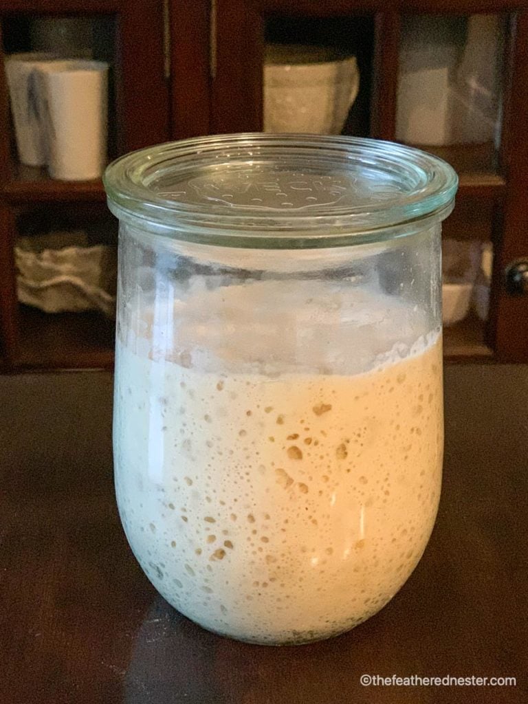 A glass of homemade sourdough starter