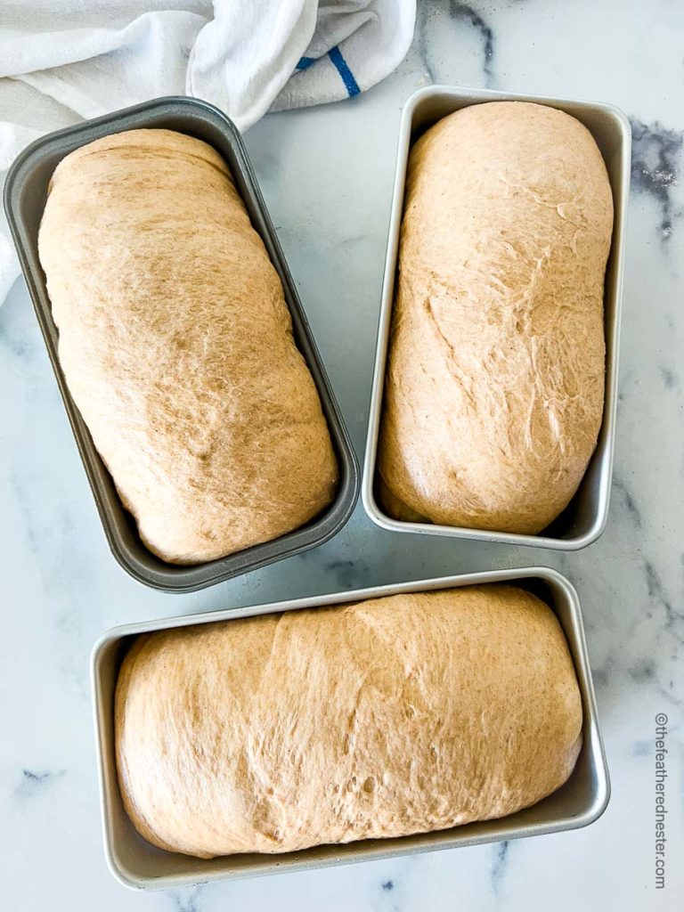 three small loaves of whole wheat bread sandwich dough