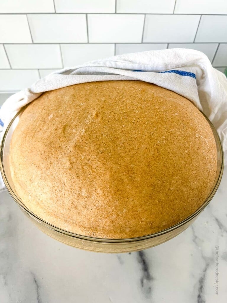 fully risen dough for sandwich bread inside a clear bowl.
