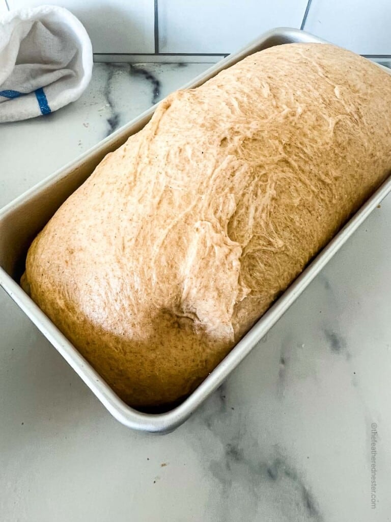 whole wheat sourdough sandwich bread in a bread pan ready for baking.